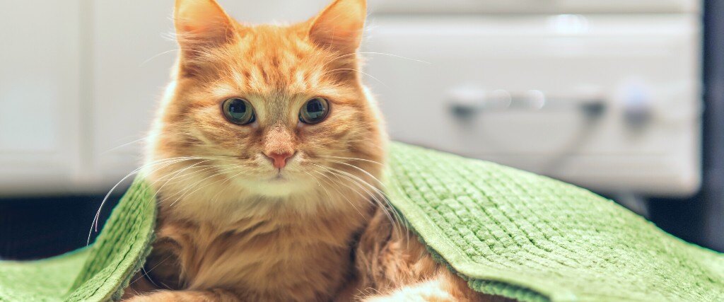 everything-you-never-wanted-to-know-about-cat-urine-blog-image-1