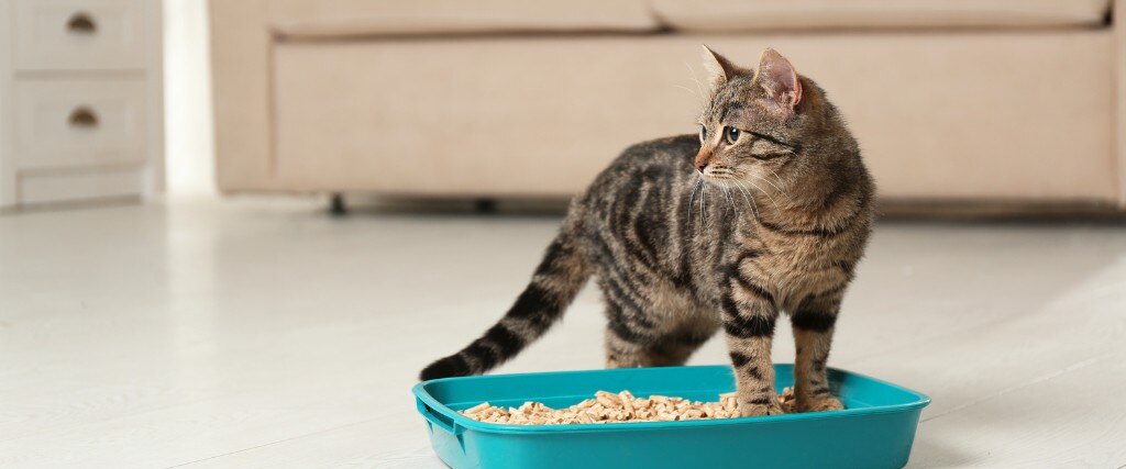 everything-you-never-wanted-to-know-about-cat-urine-blog-image-2