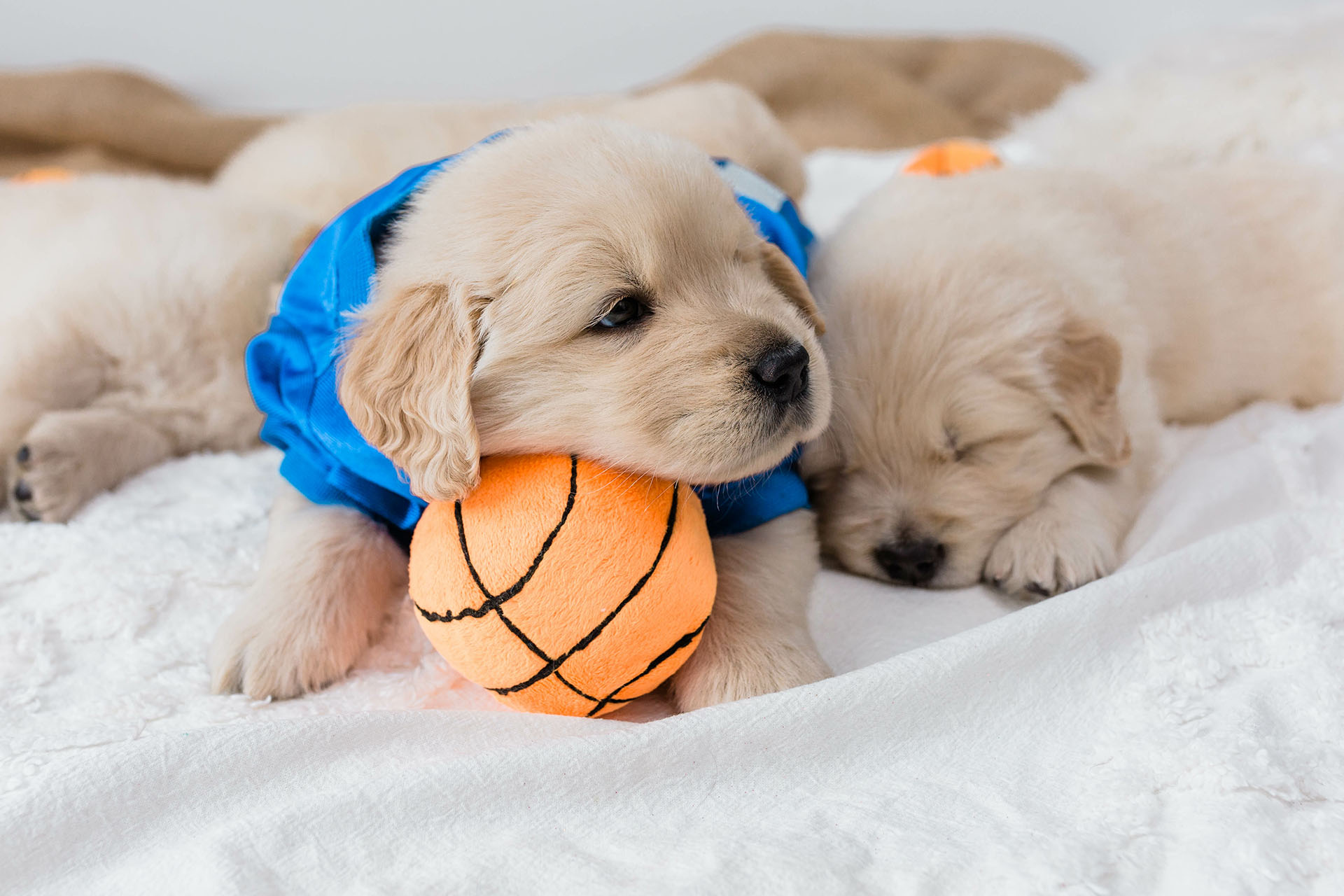 New Puppy Veterinarian in Carmel, IN