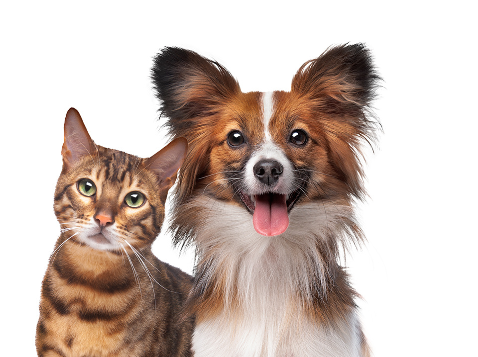 Brown striped cat and brown and white dog