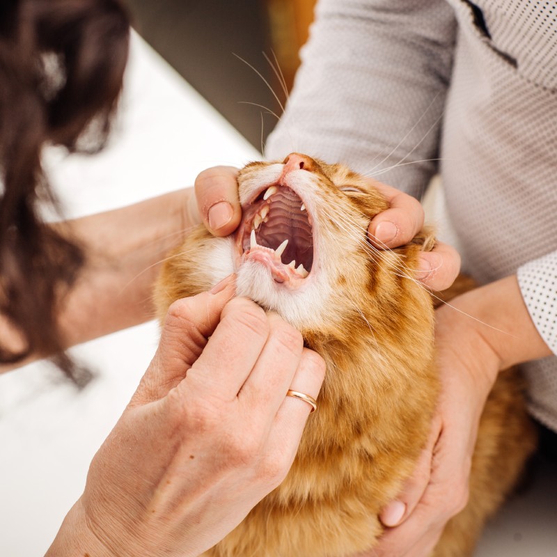 Cat Dental Service Image