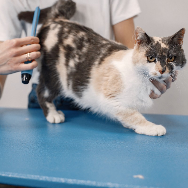 Cat Grooming Service Image