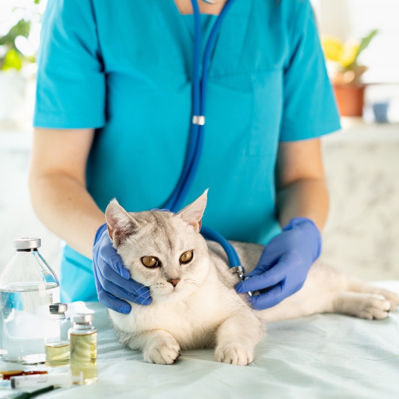 Cat Wellness Exams Service Image