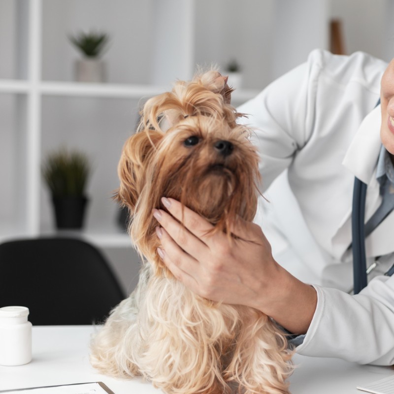 Dog Wellness Exams Service Image