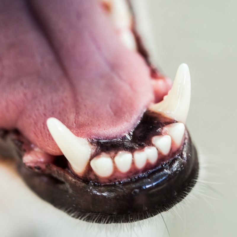 Dog Dental Care Service Image