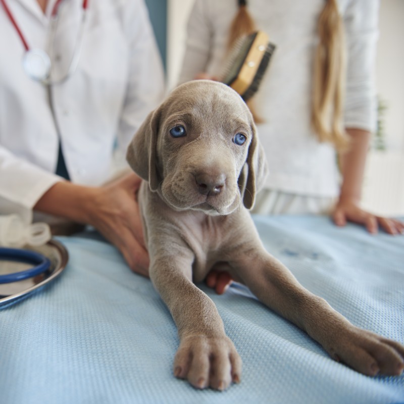 Dog Vaccinations Service Image