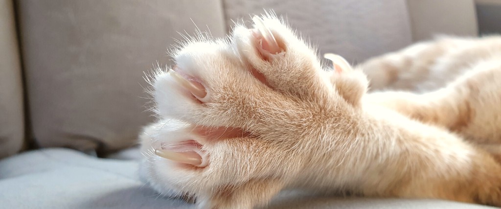 how-to-trim-your-cats-nails-blog-image-1