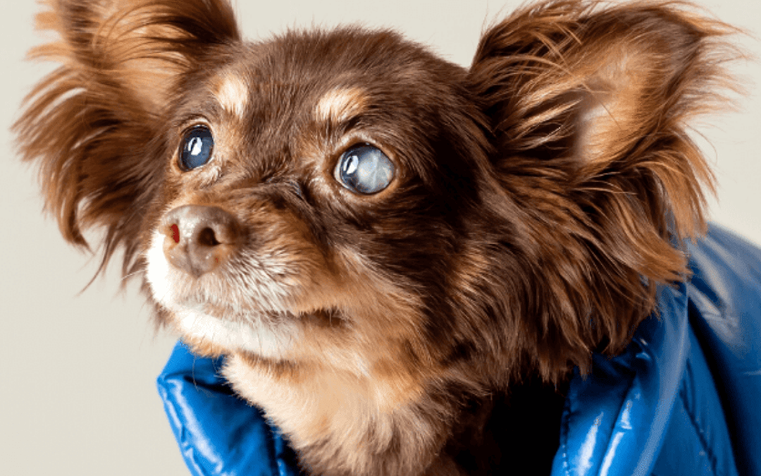 5-reasons-not-to-delay-your-dogs-eye-treatment-hero-1