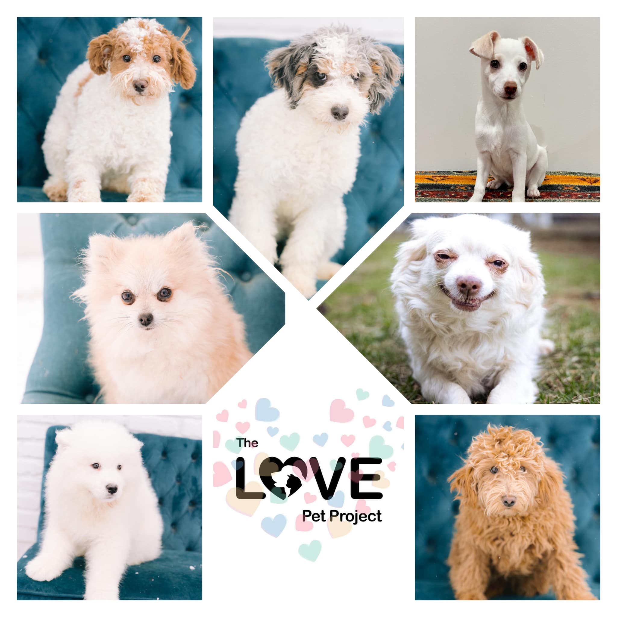 The Love Pet Project Logo