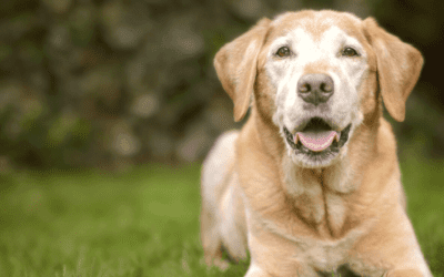 Gray Muzzle Dogs: 5 Things To Know About Your Aging Pet