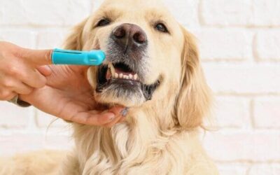 5 Ways To Make Home Dental Care Easier For You And Your Dog
