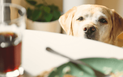 Human Foods That Are Toxic To Dogs