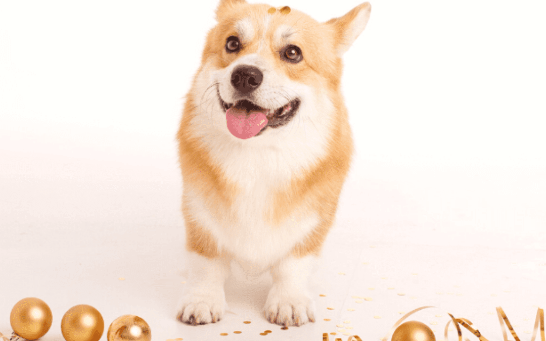 new-years-resolutions-for-your-pets-hero-1