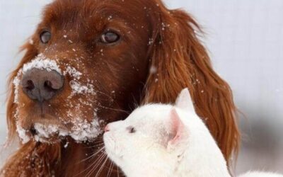 6 Tips For Keeping Your Pets Safe In Wintery Weather