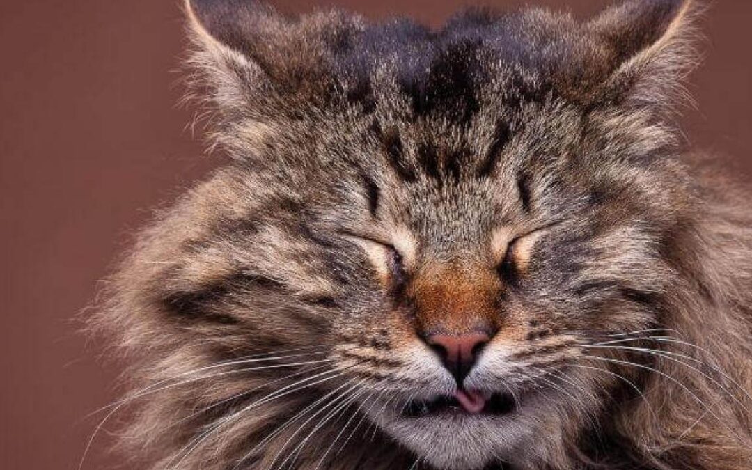 sneezing-cats_0