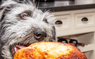 Thanksgiving Pet Hazards To Avoid This Holiday Season