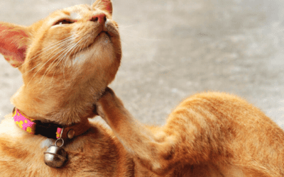 A Veterinary Guide To Treating Itchy Skin In Pets – Food Allergies