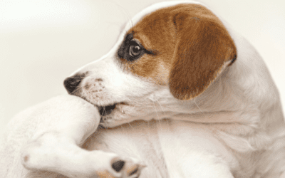 A Veterinary Guide To Treating Itchy Skin In Pets – Parasites