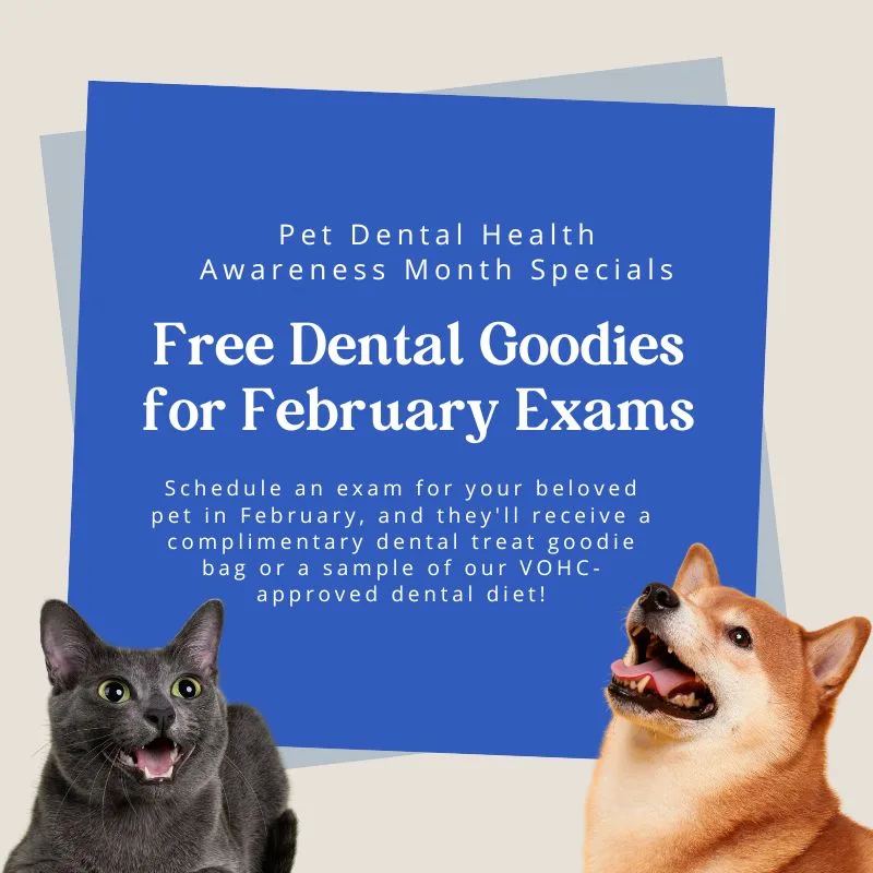 Cat Dental Service Image
