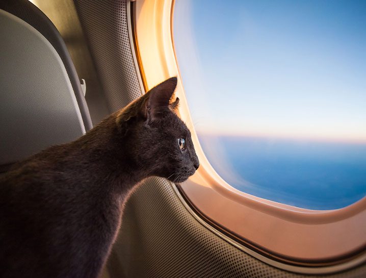 black cat with yellow eyes looking out airplane window during flight