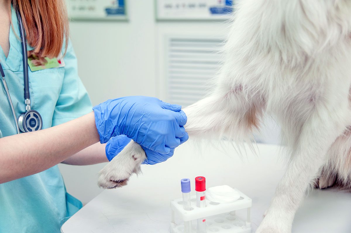 vet taking a blood sample from a white dog