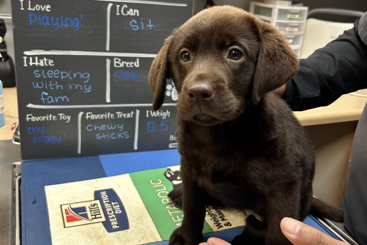 puppy at its first appointment