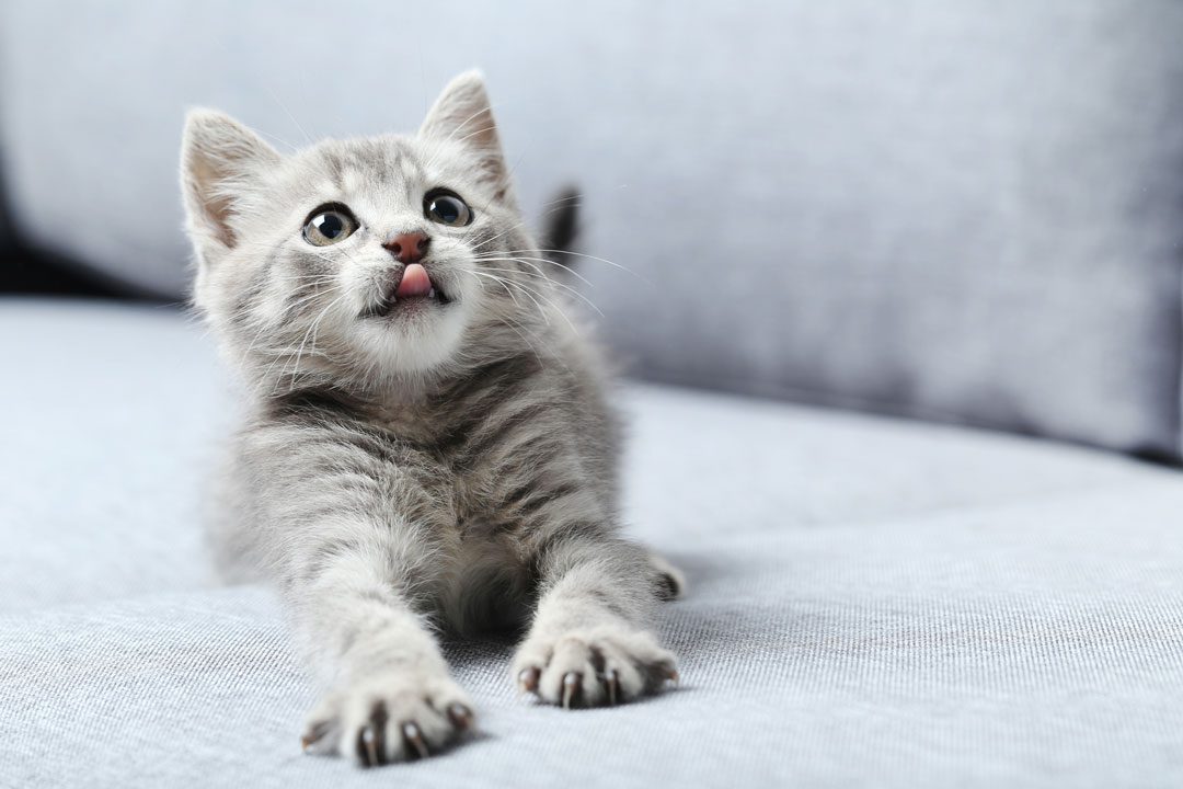 close up of cute gray kitten laying on a sofa