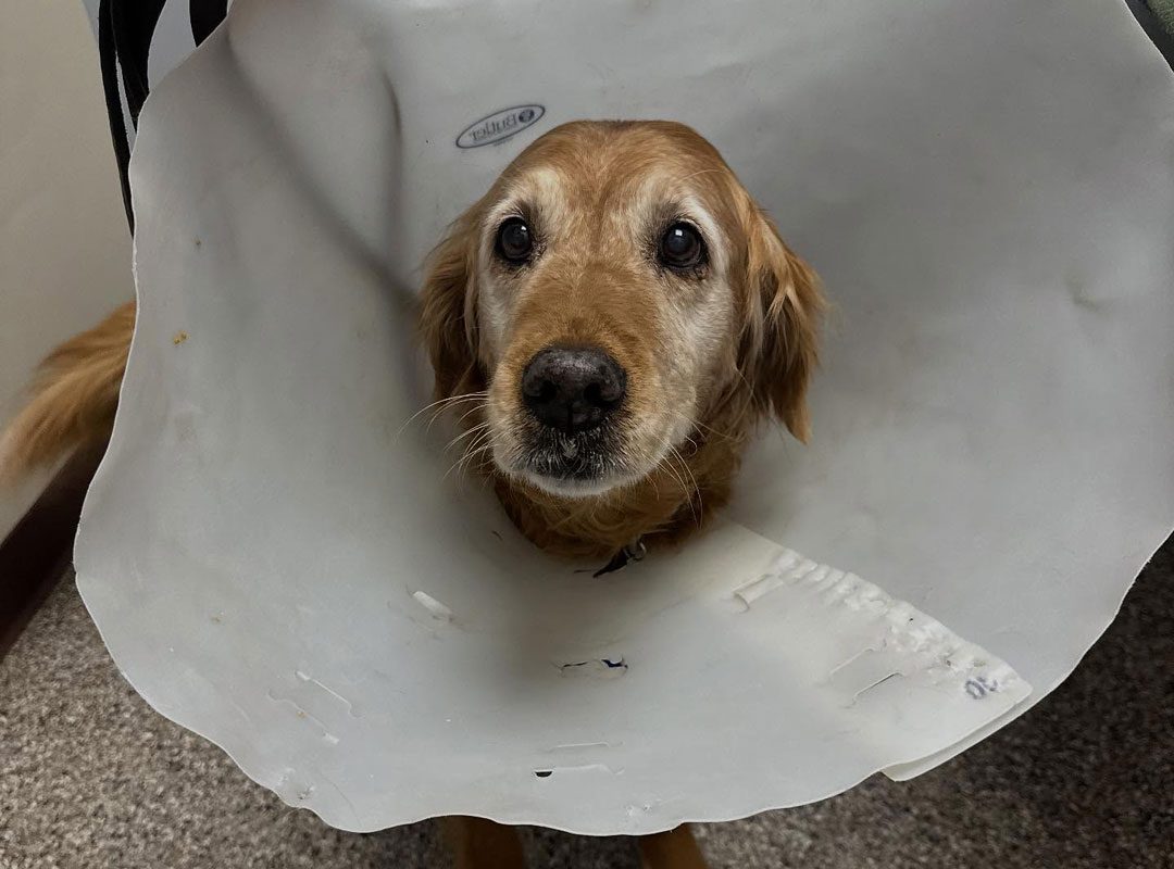 dog wearing a cone after surgery