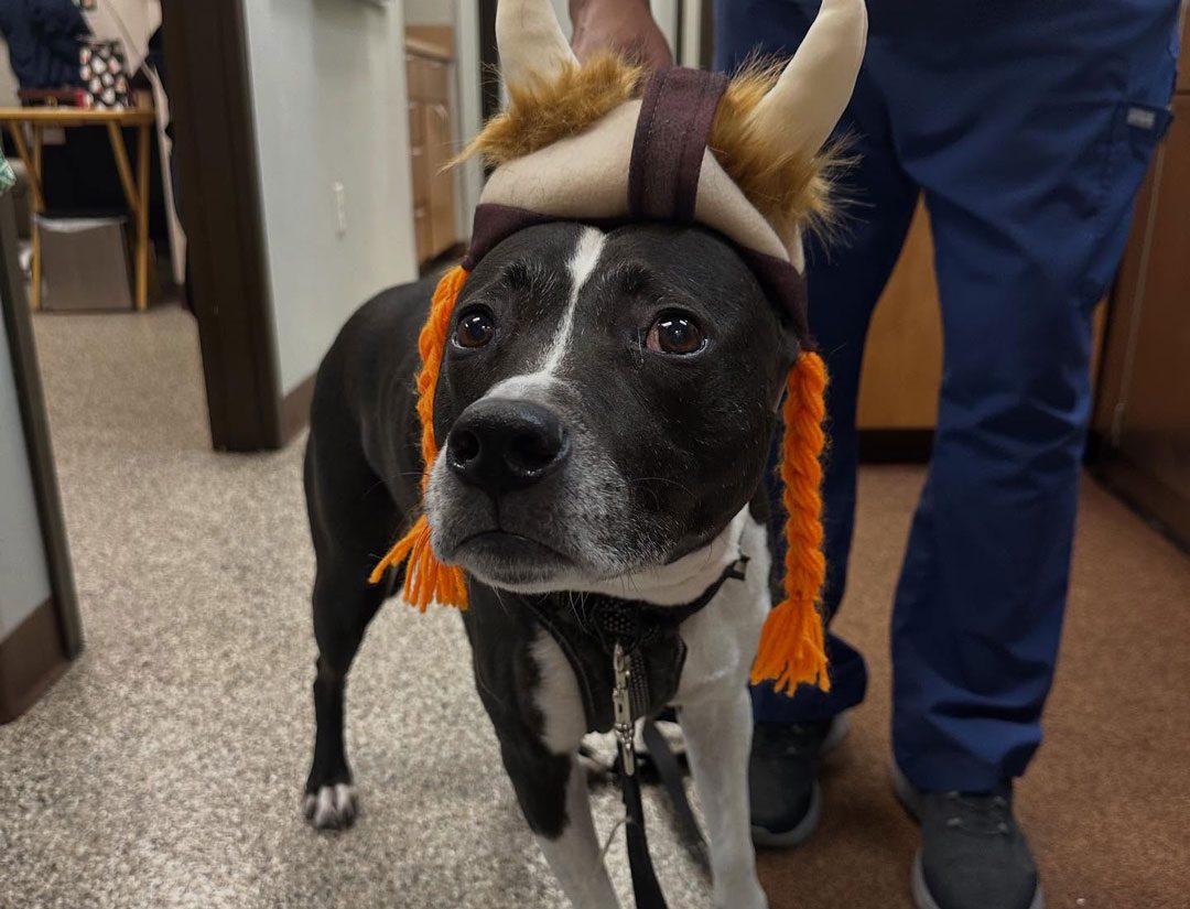 Dog Wearing Viking Costume