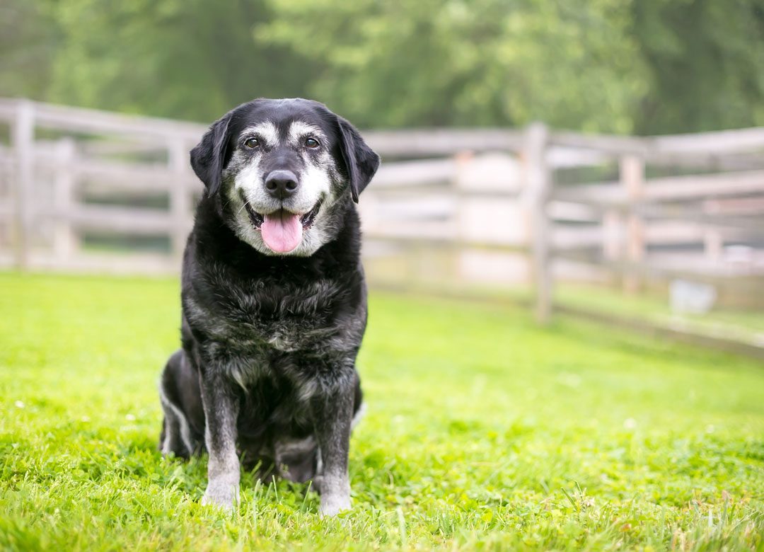 senior black dog sitting in the grass