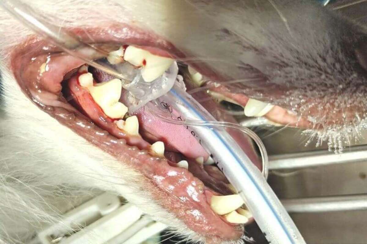 closeup of a dog's mouth during a dental cleaning procedure