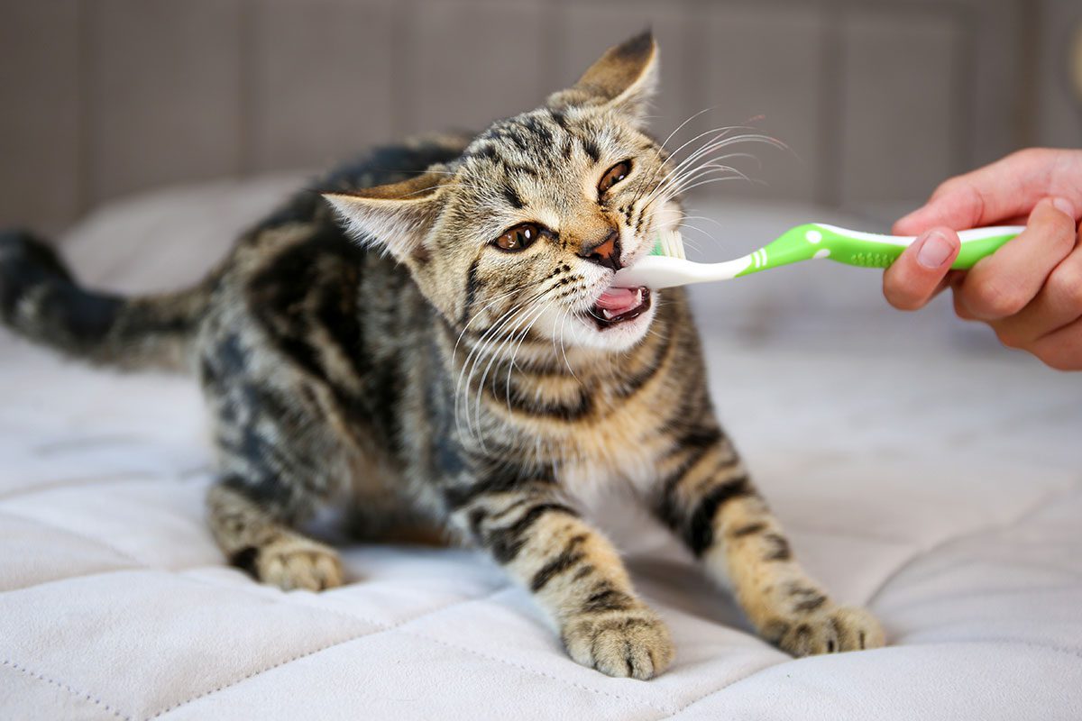 brushing cat's teeth