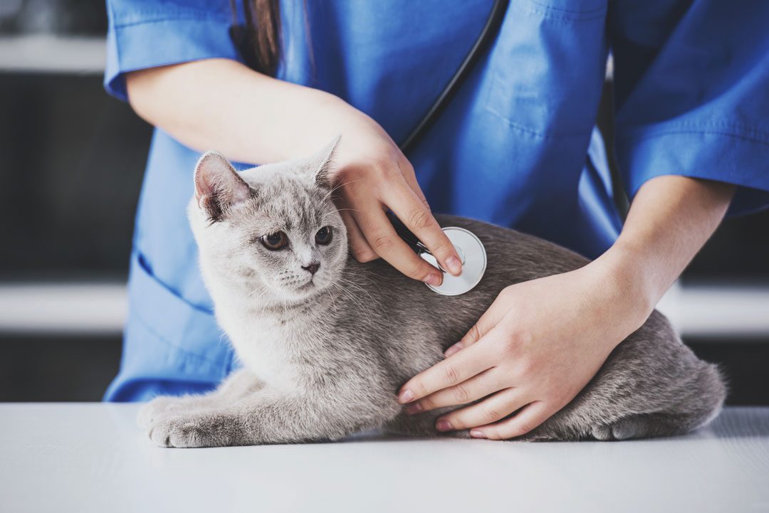 gray cat on veterinary exam table