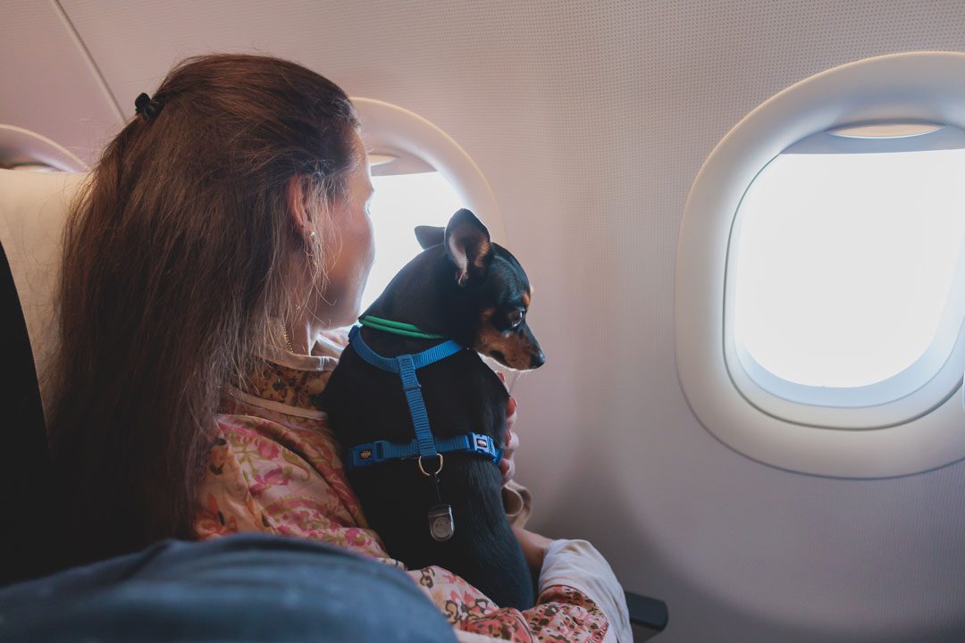Woman Holding Dog On Plane