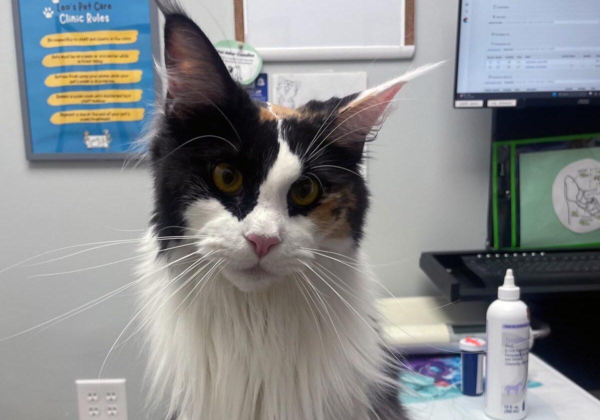 Black and white cat sitting on the exam table