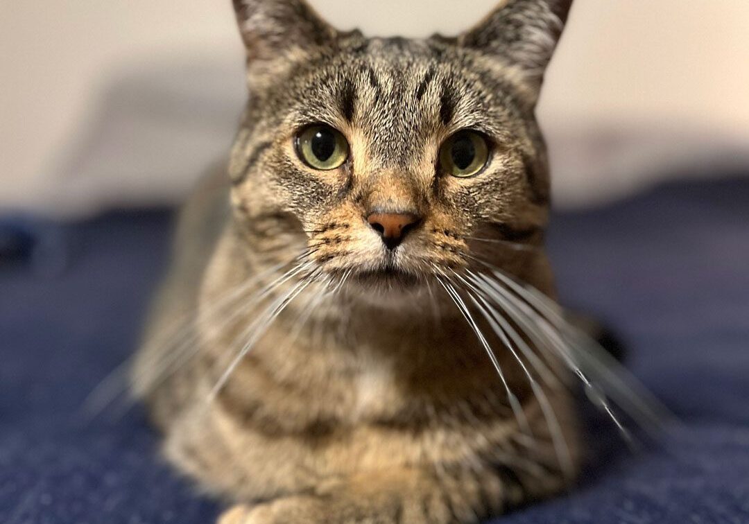 brown tabby cat laying on a blanket