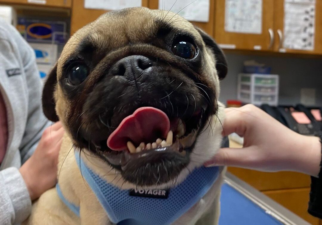 happy pug at the vet