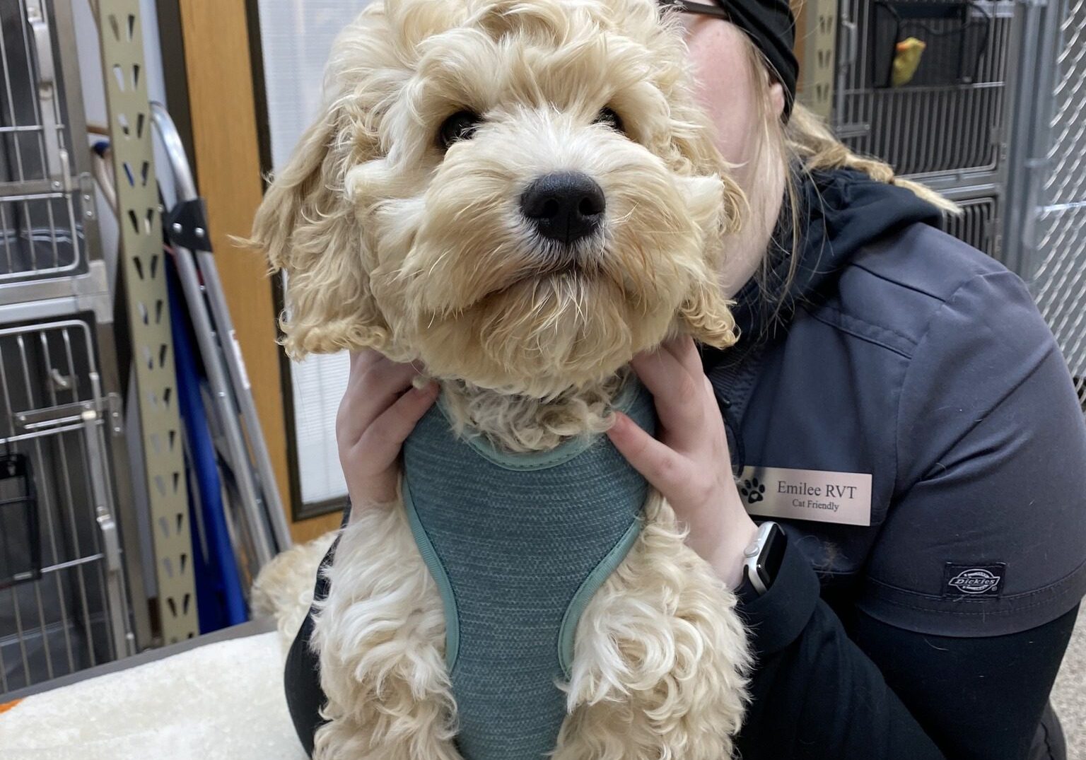 Fluffy Dog At The Vet