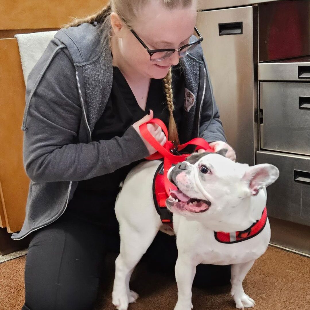 Girl Putting Harness On Dog