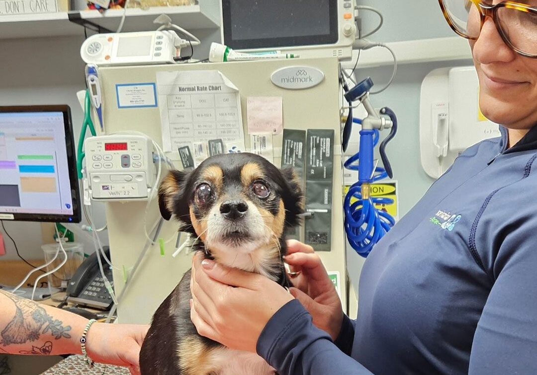 female veterinarian examining small black and brown dog