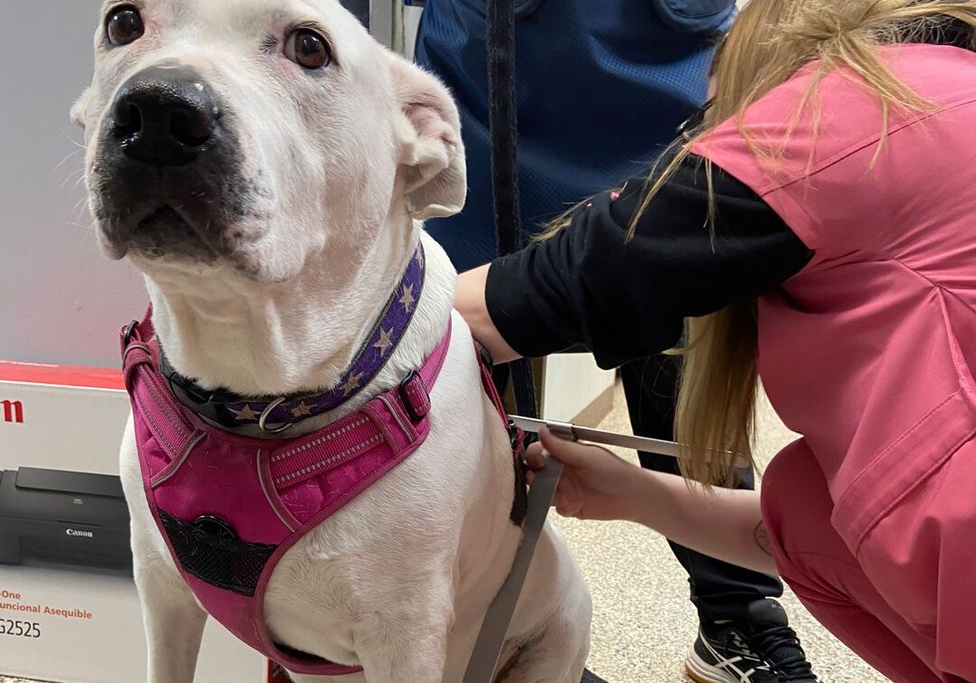 female veterinary assistant adjusting a dog's harness